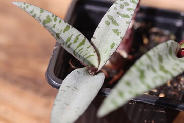 Scilla violacea Cebulica fiołkowa © Perovskia