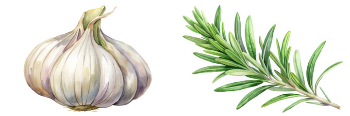 Fresh garlic bulb, aromatic rosemary sprig, botanical illustration, culinary herbs, natural ingredients, vibrant colors.