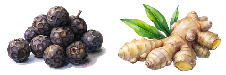 Fresh black pepper, vibrant ginger root, detailed watercolor illustration, culinary herbs, natural ingredients, food art.
