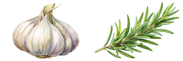 Fresh garlic bulb, aromatic rosemary sprig, watercolor illustration, culinary herbs, natural ingredients, food art.