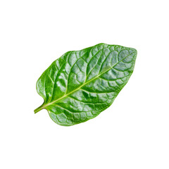 Obraz premium Vibrant Green Leaf Close-up 