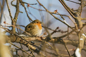 robin on branch