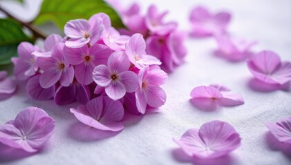 Delicate lilac petals scattered on a tablecloth, delicate petals, lilac