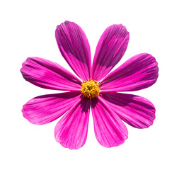 pink cosmos flower isolated on transparent background, PNG Format