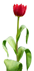 tulip flower with water drops isolated on transparent background. PNG Format