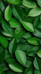 Fototapeta premium Close-Up of Green Leaves