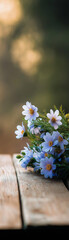 Fototapeta premium Zarte Kirschblüten in sanftem Licht für einen frühlingshaften Eindruck