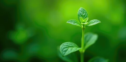 Salvia in pieno sviluppo dopo una pioggia leggera, green leaves, leaf