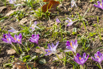 Saffron flowers in a field among dried leaves. Blur and selective focus.
