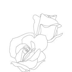 Rose Flower Line Art Vector Illustrationm