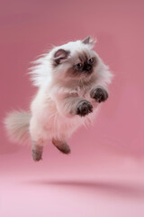 Obraz premium Himalayan cat Jumping and playing, studio lighting, isolated on pastel background, stock photographic style