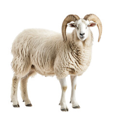 Fototapeta premium Isolated Clean White Sheep on Background for Nature and Farm Animal.