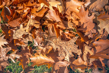 Close-up of fallen oak leaves. Some leaves have already started to decompose. Fresh green blades of grass can still be seen between the leaves. It is autumn season now.
