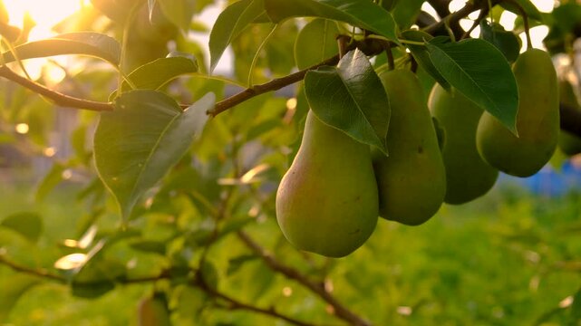 pear harvest on tree in garden. Selective focus.