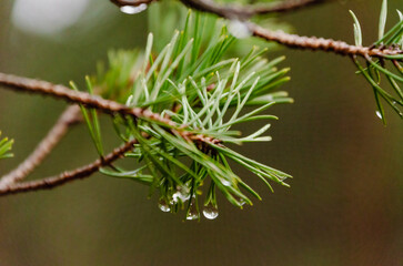 Raindrops hanging on pine needles after rainfall. Calm and fresh mood, macro shot, eye-level...