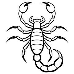 Emperor Scorpion on white background