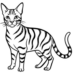 Bengal Cat on white background