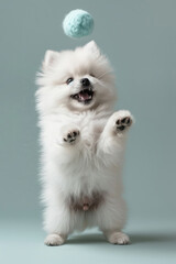 Fototapeta premium Pomeranian dog Jumping and playing, studio lighting, isolated on pastel background, stock photographic style