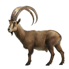 Obraz premium Photorealistic Ibex Isolated on Clean transparent background for Nature and Wildlife Illustrations