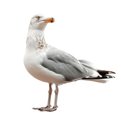 Fototapeta premium Photorealistic Image of a Seagull Isolated on a Clean transparent background.