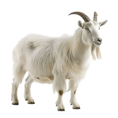 Obraz premium Isolated Clean White Goat on Mountainous Background for Nature and Farming Related Themes
