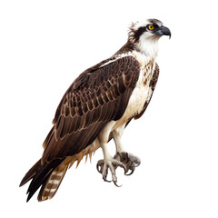Fototapeta premium Photorealistic Osprey Isolated on Clean transparent background Capturing the Majesty and Elegance of This Bird of Prey