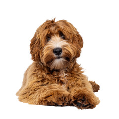 Adorable young labradoodle dog pup with white spots, lying down facing front. Looking towards camera. Isolated cutout on a transparent background.