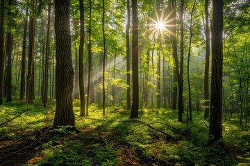 Fototapeta premium A serene forest scene with sunlight filtering through trees and lush greenery.