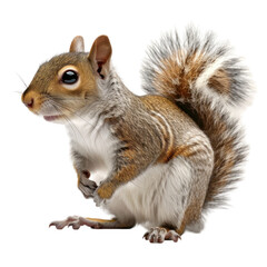 Realistic Squirrel Isolated on Clean transparent background for Nature and Wildlife Illustrations