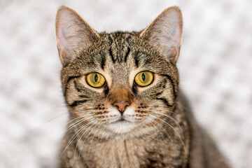 Close-Up of a Tabby Cat with Striking Yellow Eyes