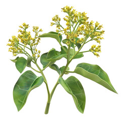 Photorealistic Woad Plant Isolated on Clean transparent background with Detailed Green Leaves and Yellow Flowers
