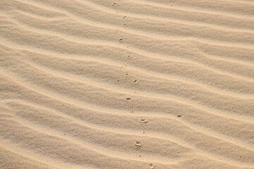 sand ripples in the sand
