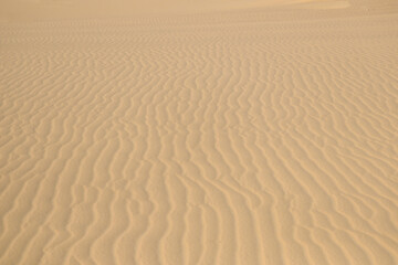 sand dunes in the desert