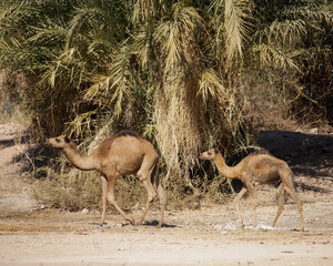 Dromedary camels near the Nile, Aswan, Egypt 