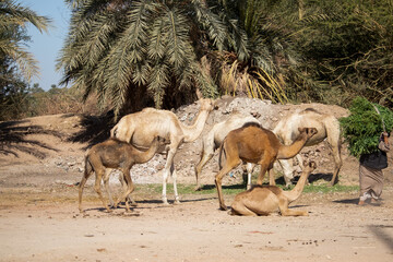 Dromedary camels near the Nile, Aswan, Egypt 