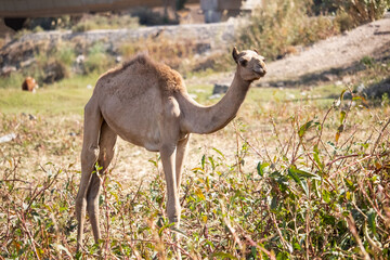 Dromedary camel near the Nile, Aswan, Egypt 