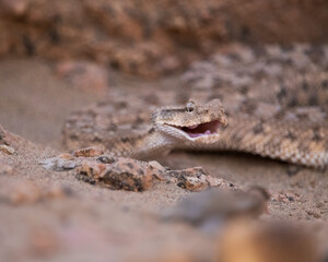 Desert horned viper (Cerastes cerastes)