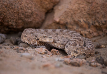 Desert horned viper (Cerastes cerastes)