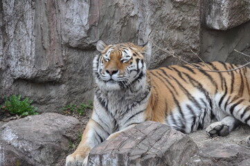 The Tiger’s Quiet Vigil