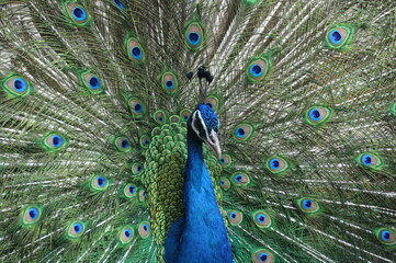 Fototapeta premium Peacock’s Pride