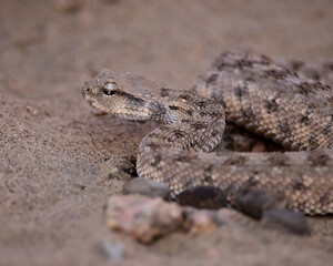 Desert horned viper (Cerastes cerastes)