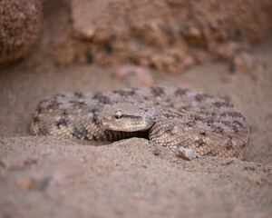 Desert horned viper (Cerastes cerastes)