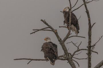 Bald Eagle pair perched in a tree during a snow shower