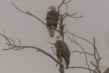 Bald Eagle pair perched in a tree during a snow shower