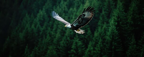 Obraz premium Majestic Bald Eagle in Flight Over Lush Evergreen Forest