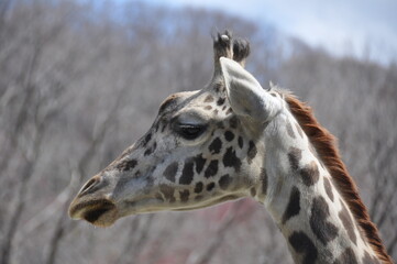 Giraffe’s Graceful Profile
