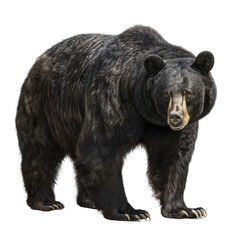 Fototapeta premium Detailed Portrait of a Majestic American Black Bear on a Clean transparent background