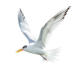 Fototapeta premium Arctic Tern in Flight Against a Clean transparent background, Photorealistic Representation of Nature's Beauty