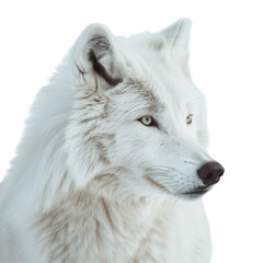 Obraz premium Majestic Arctic Wolf Against a Clean transparent background in Stunning Photorealistic Detail