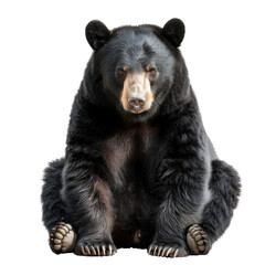 Fototapeta premium Majestic Black Bear Sitting Calmly on a Clean transparent background.